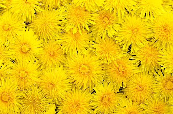 Dandelion yellow background Stock Picture