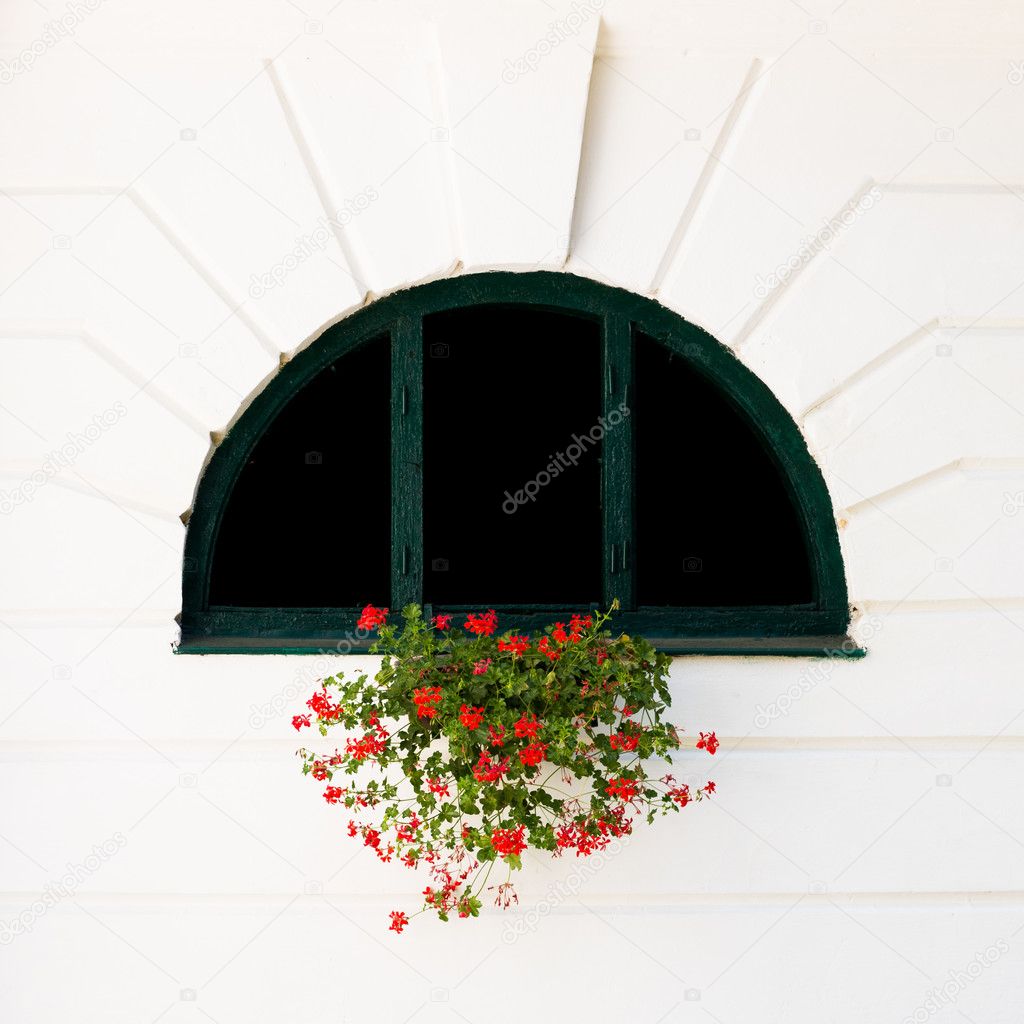 Window and red flower