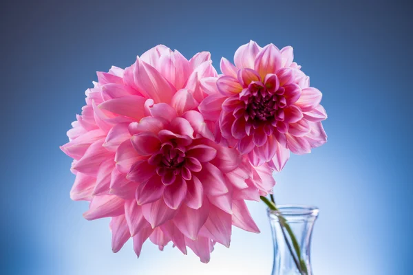 Beautiful pink flower — Stock Photo, Image