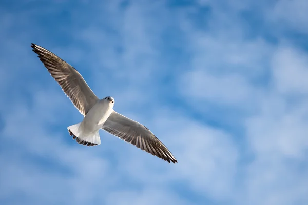 Young flying seagull in sky — Stock Photo, Image