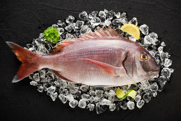 Masa üstü görünümü taze kırmızı porgy balık buz bir siyah taş