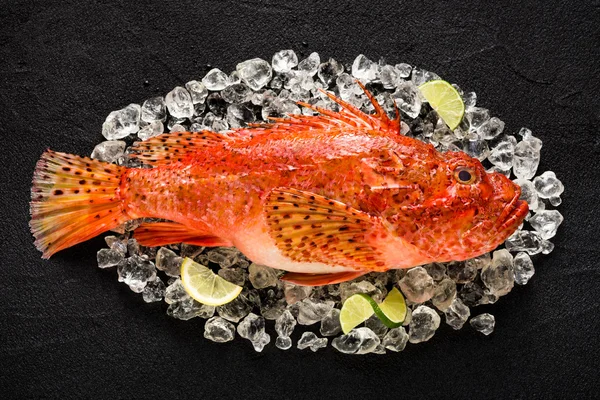 Taze iskorpit siyah taş masa üstü buz üzerinde göster