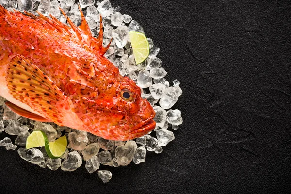 Peixe escorpião fresco no gelo em uma mesa de pedra preta vista superior — Fotografia de Stock