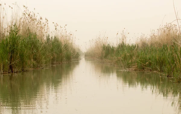 Pântanos iraquianos Fotografia De Stock