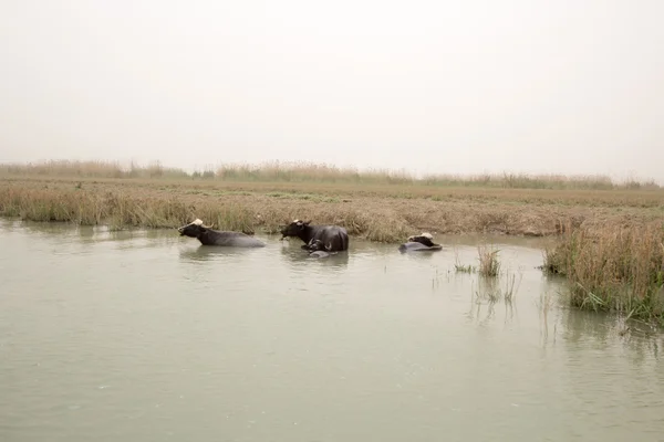 Iraqi Marshlands — Stock Photo, Image