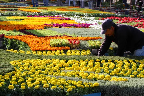 バグダッドの花ギャラリー — ストック写真