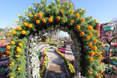 Bağdat'ta Çiçek Galerisi