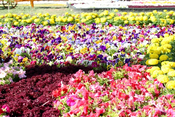 Flowers Gallery in Baghdad — Stock Photo, Image