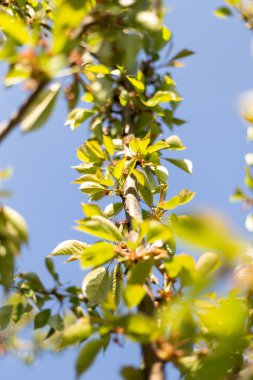 İlkbaharın sonları açan meyve ağaçları, yumuşak odaklı fotoğrafçılık.