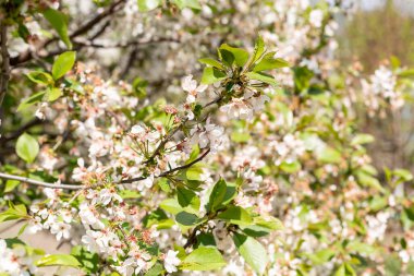 İlkbaharın sonları açan meyve ağaçları, yumuşak odaklı fotoğrafçılık.