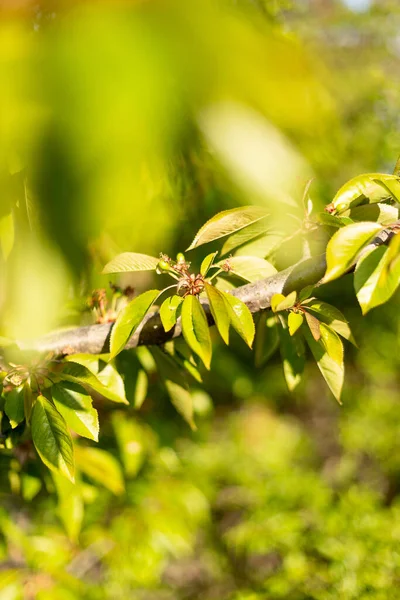 Пізня Весна Квітучі Фруктові Дерева Яка Фокусна Фотографія — стокове фото