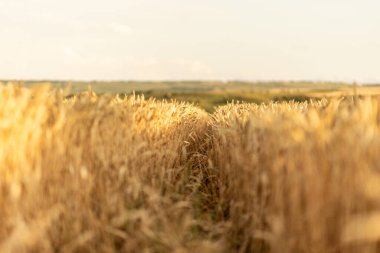 Gün batımında buğday tarlası, dikenlerin yanında. Yumuşak odaklı ve güçlü bulanık.