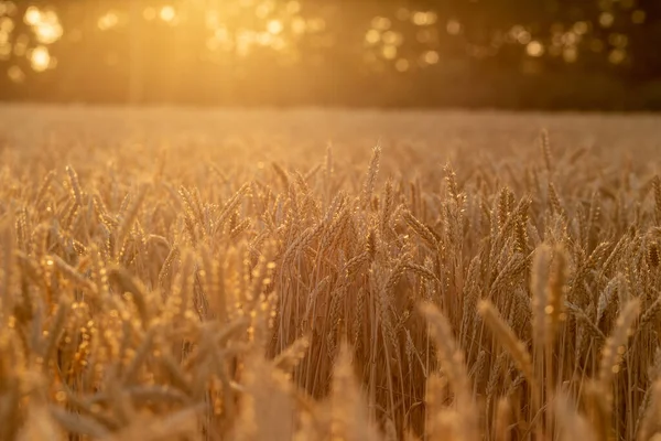 Campo Trigo Atardecer Cerca Espiguillas Con Enfoque Suave Desenfoque Fuerte —  Fotos de Stock