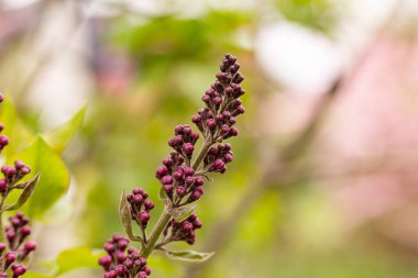 flowers, macro photo , with soft focus and strong blur.