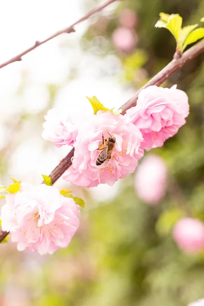 Rosafarbene Blüten Makroaufnahme Eine Biene Bestäubt Eine Blume Mit Weichem — Stockfoto