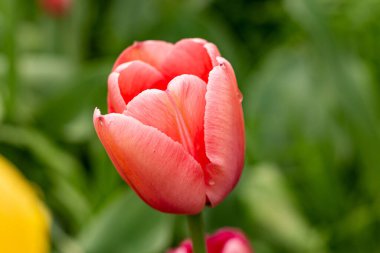 flowers, macro photo , with soft focus and strong blur.