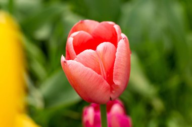 flowers, macro photo , with soft focus and strong blur.