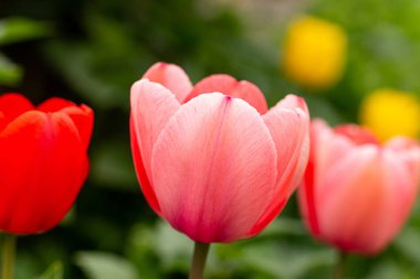 flowers, macro photo , with soft focus and strong blur.