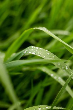 Yağmurdan sonra ıslak yeşil çimenler, makro fotoğraf, yumuşak odaklı ve güçlü bulanık.