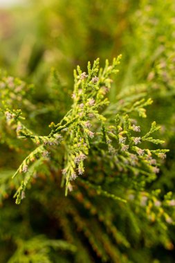 Yeşil çimenler. ve bitkiler, makro fotoğrafçılık, yumuşak odaklı ve güçlü bulanık.