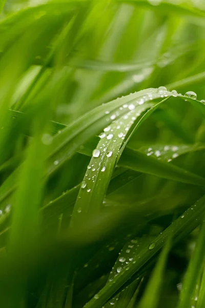 Wet green grass after rain, macro photo, with soft focus and strong blur.