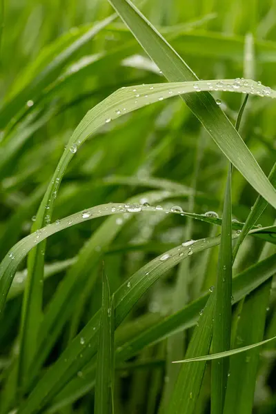 Волога Зелена Трава Після Дощу Макро Фото Яким Фокусом Сильним — стокове фото