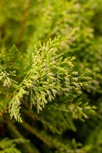 Groen Gras Planten Macro Fotografie Met Zachte Focus Sterke Vervaging — Stockfoto