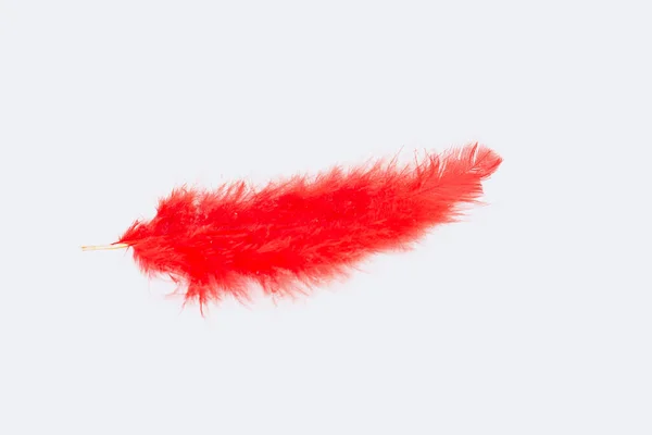 Red Light Feather Gray Background — Stock Photo, Image