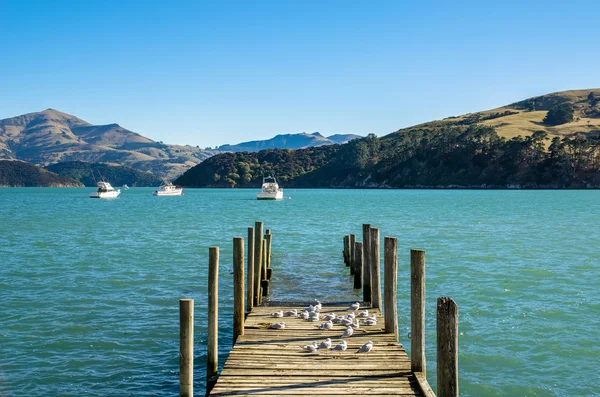 アカロアは、ニュージーランドの南の島桟橋. — ストック写真