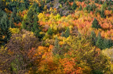 Yeni Zelanda 'daki Arrowtown' ın sonbahar manzarası
