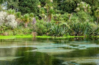 Hamurana Springs en derin doğal tatlı su bahar Yeni Zelanda Kuzey Adası..