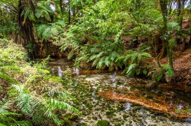 Hamurana Springs en derin doğal tatlı su bahar Yeni Zelanda Kuzey Adası..