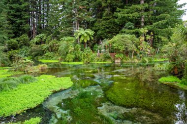 Hamurana Springs en derin doğal tatlı su bahar Yeni Zelanda Kuzey Adası..