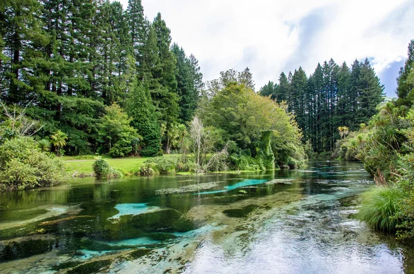 Hamurana Springs est la source d'eau douce naturelle la plus profonde de l'île du Nord de la Nouvelle-Zélande. . — Photo