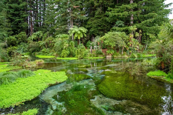 Hamurana Springs jest najgłębszym wiosna woda na wyspie Północnej w Nowej Zelandii. — Zdjęcie stockowe