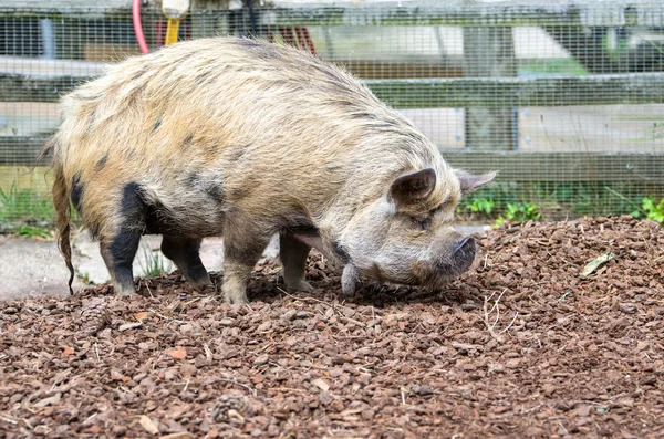 Nový Zéland Kunekune prase — Stock fotografie