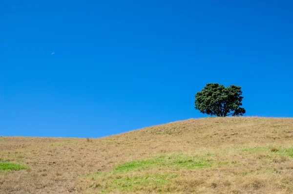 Parco regionale Shakespeare, regione di Auckland, Nuova Zelanda — Foto Stock