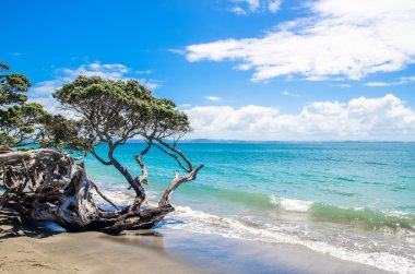 Auckland, Yeni Zelanda 'daki Army Bay Whangaparaoa Yarımadası