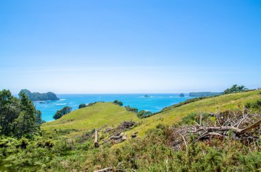 Katedral Cove'da Coromandel Yarımadası üzerinde North Island Yeni Zelanda Cumhuriyeti