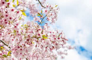 Bahar Sakura Cherry Blossom Yeni Zelanda