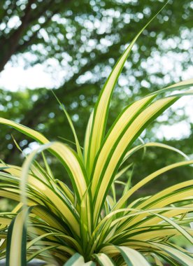 Klorophytum Comosum, örümcek bitkisi olarak da bilinir..