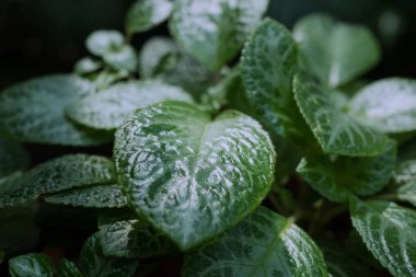 Koyu yeşil tropik yapraklı arka plan.