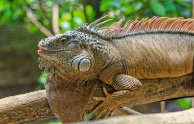Iguana