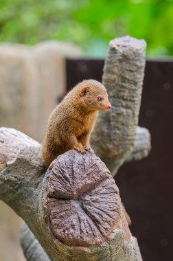 Common Dwaft Mongoose clipart