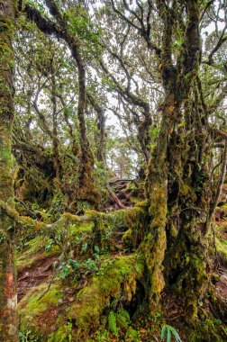 Gunung Brinchang yosunlu orman