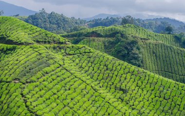 Çay plantasyon, Cameron Highlands