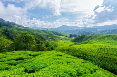 Çay plantasyon, Cameron Highlands