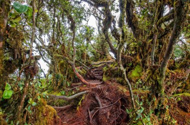 Gunung Brinchang yosunlu orman