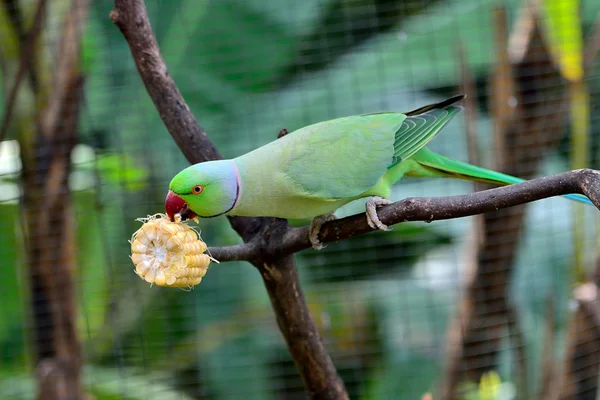 Green Indian Ring-necked Parakeet — Stock Photo, Image