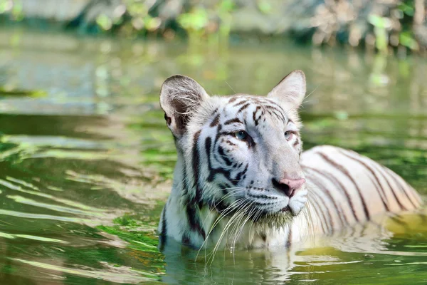 Weißer bengalischer Tiger — Stockfoto